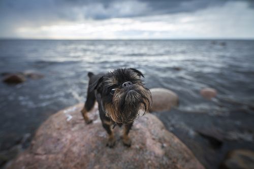 Filja
