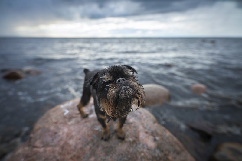 dog, griffon Filja фото превью