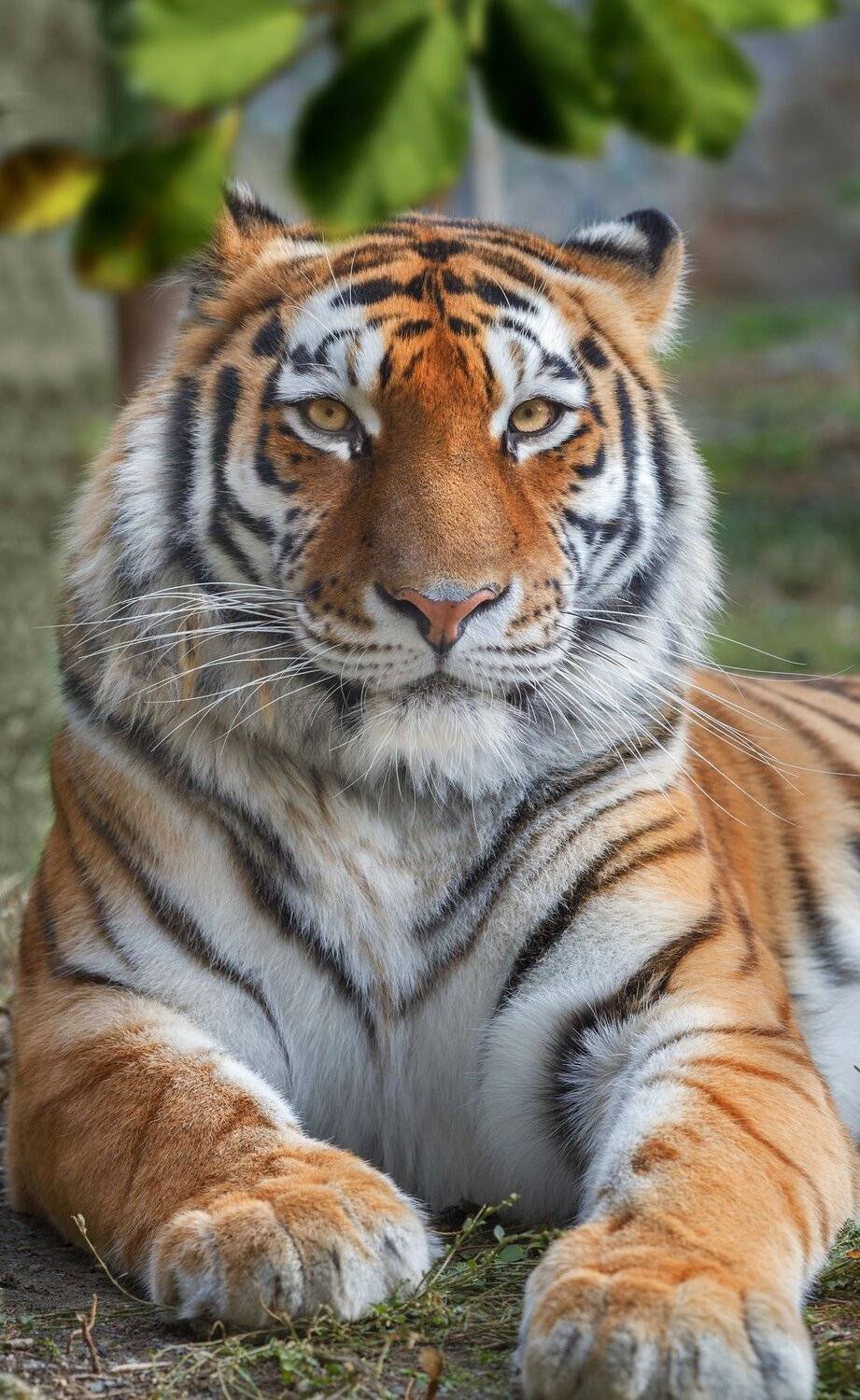 , Олег Богданов