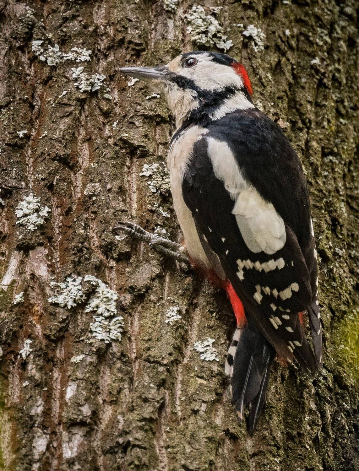 , Курлянцев Алексей