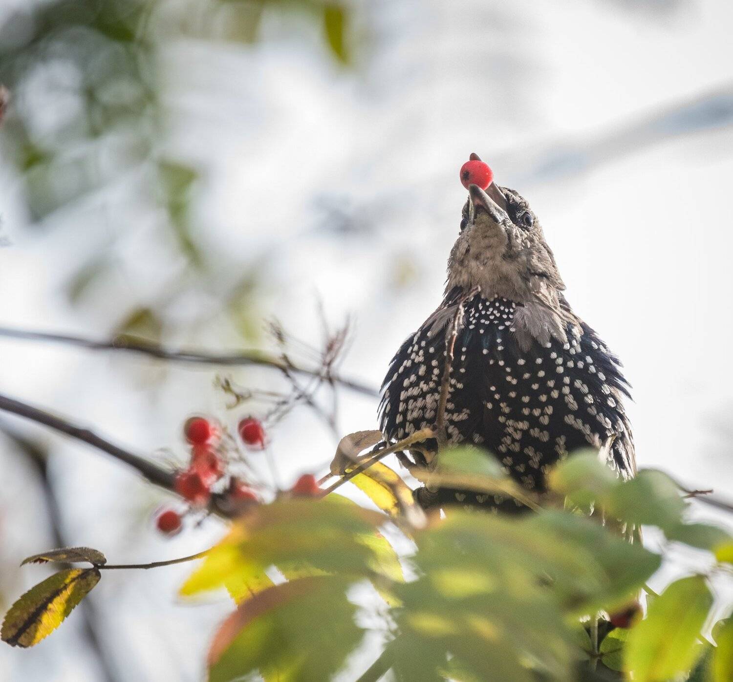 , Курлянцев Алексей
