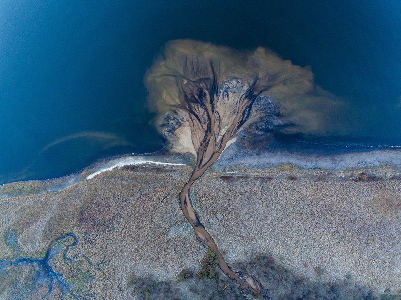 Дерево жизни фото превью