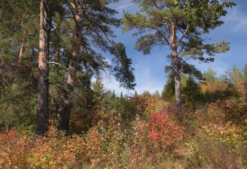 Уголок осеннего склона