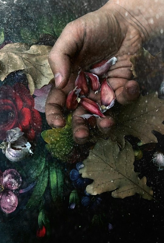 Чесночные желуди... фото превью