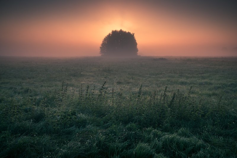morning, sunrise, tree, meadow, foggy, sun, grass, minimalism, nature, landscape, A new day is waking up фото превью