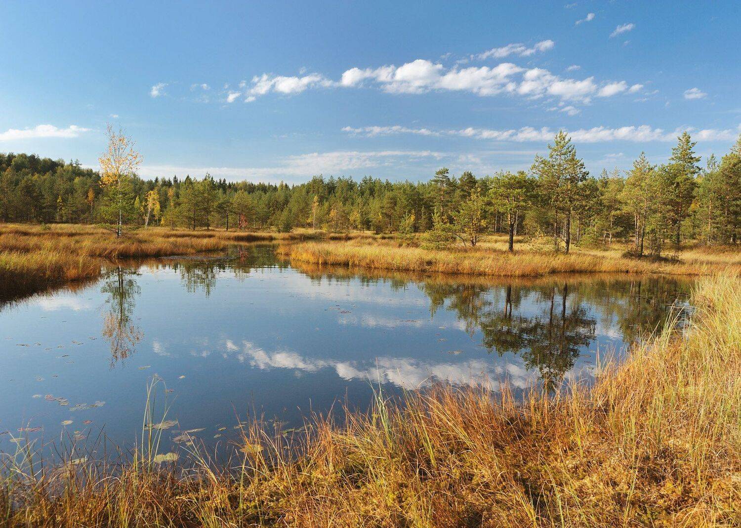 , Сергей Седов