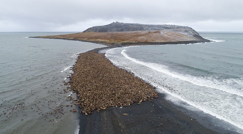 чукотка арктика море морж тихоокеанский моржи лежбище коса Бархатный сезон начался... фото превью