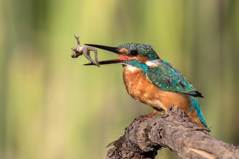 ПётрРогов,фотограф,орнитология,Израиль,фотоохота,canon5dmarkiii,canon600mmf4,birds,ornitology,nature,Israel,дикаяприрода,kingfisher,wildnature,Иерусалим,Jerusalem,wildnaturephotography,обыкновенныйзимородок,зимородок Зимородок обыкновенный с добычей  фото превью