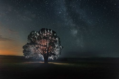 300 летняя сосна под вечным небом.