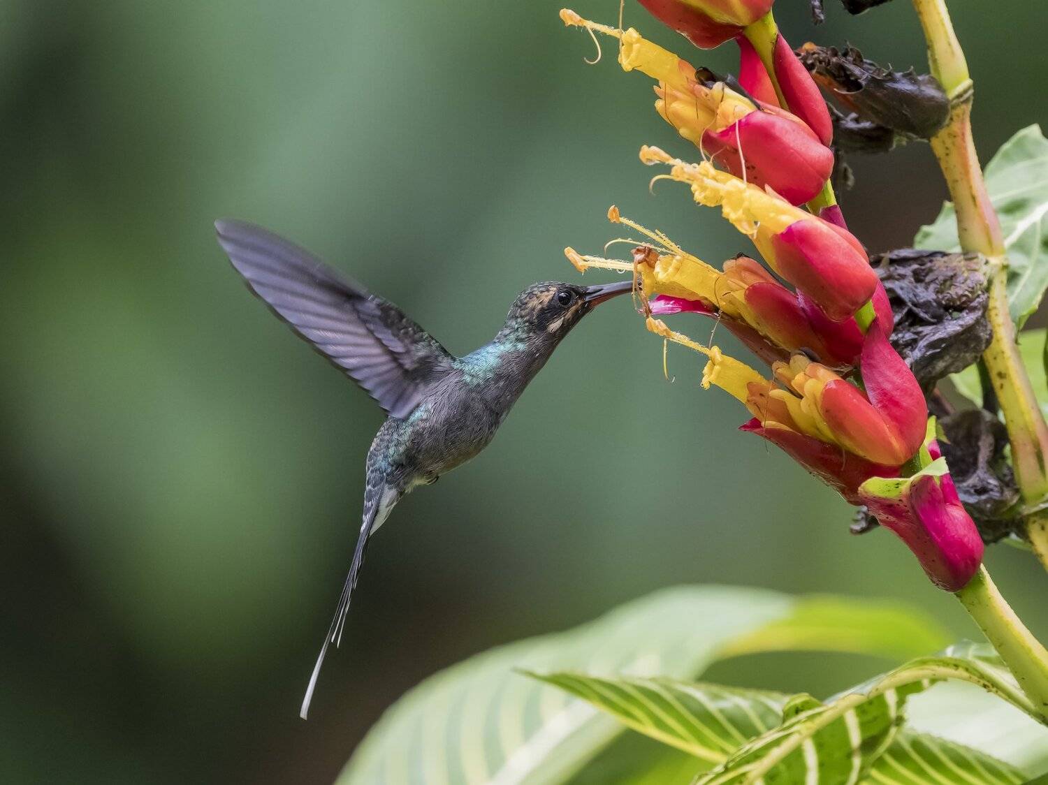 , Fernando Burgalin Sequeira