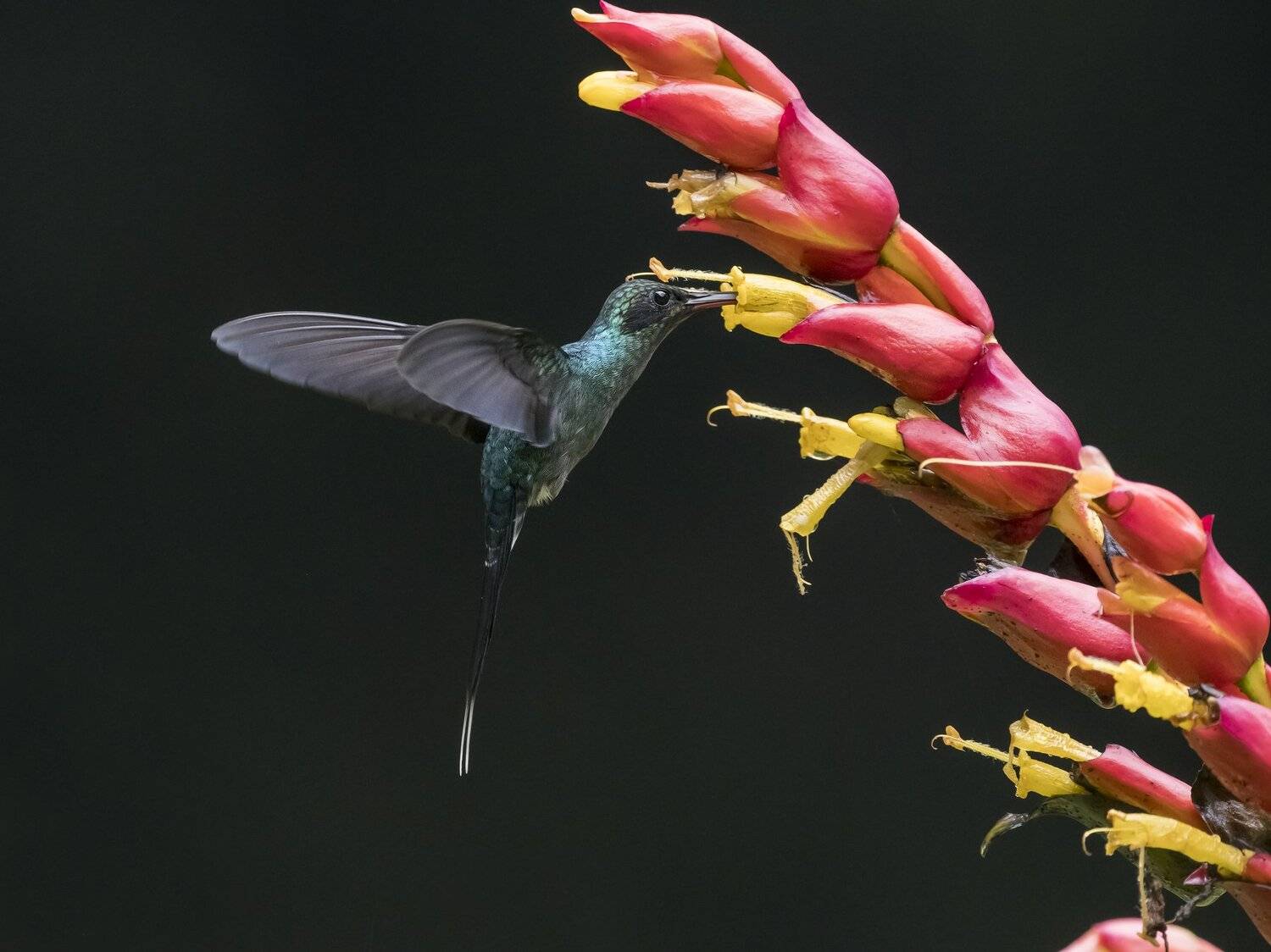 , Fernando Burgalin Sequeira