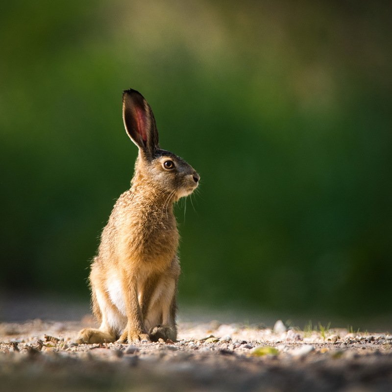 Солнечный зайчик фото превью
