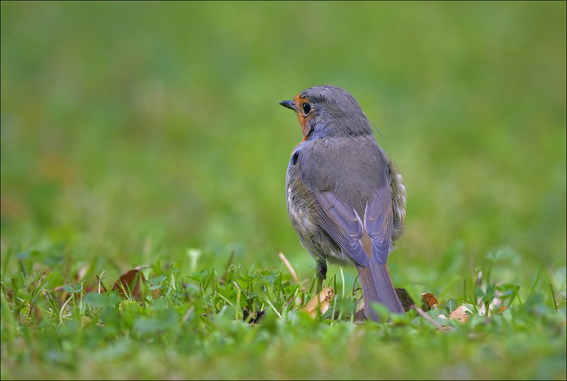 зарянка, малиновка *** фото превью