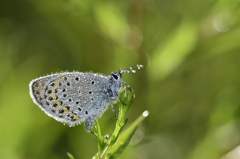 бабочка  butterfly бабочка фото превью