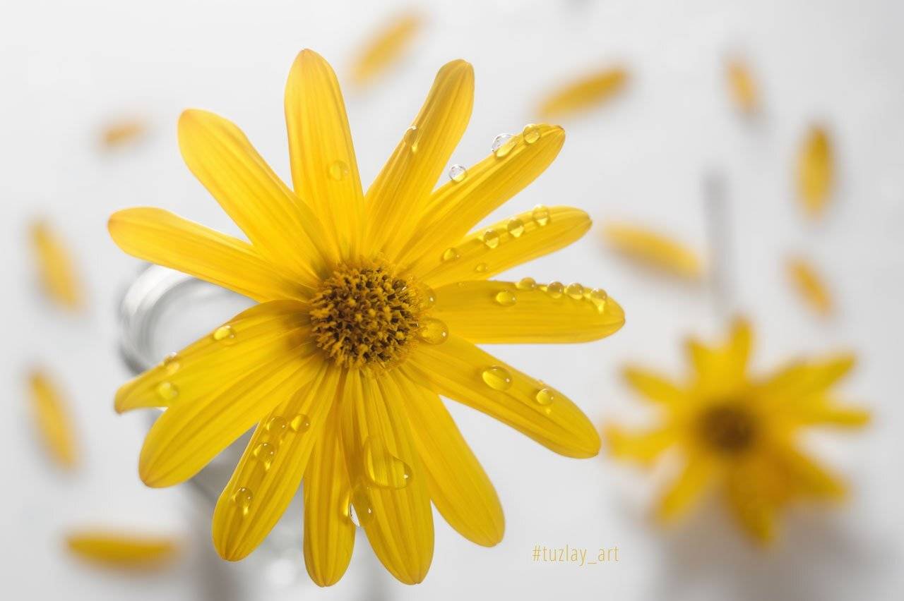 топинамбур, желтый цветок, боке, капельки, пузырек, Владимир Тузлай