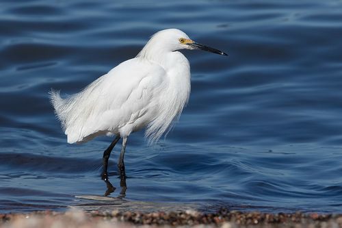 Американская  белая цапля