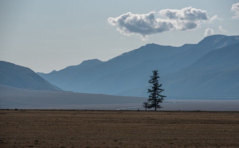 в Курайской степи фото превью