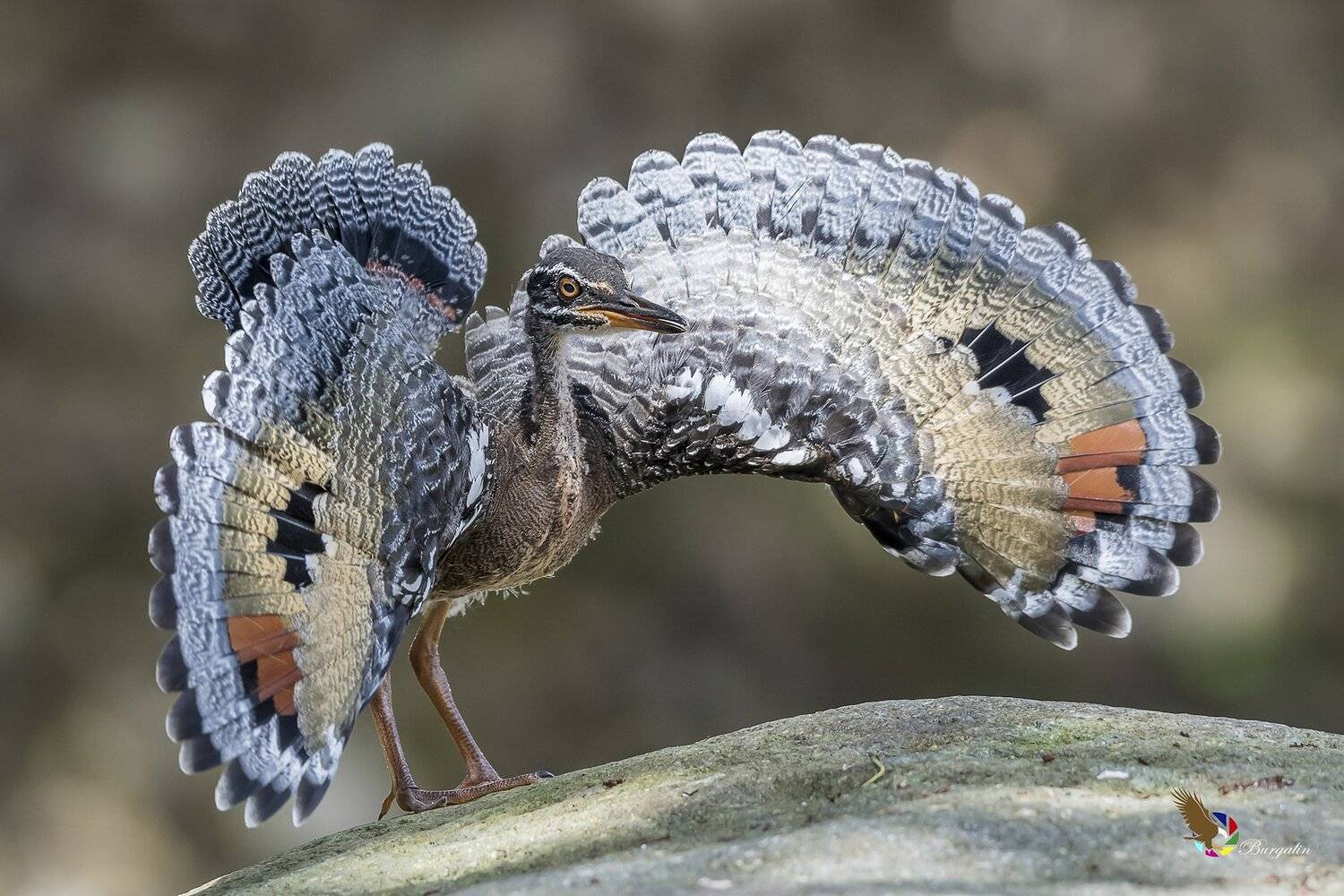 , Fernando Burgalin Sequeira