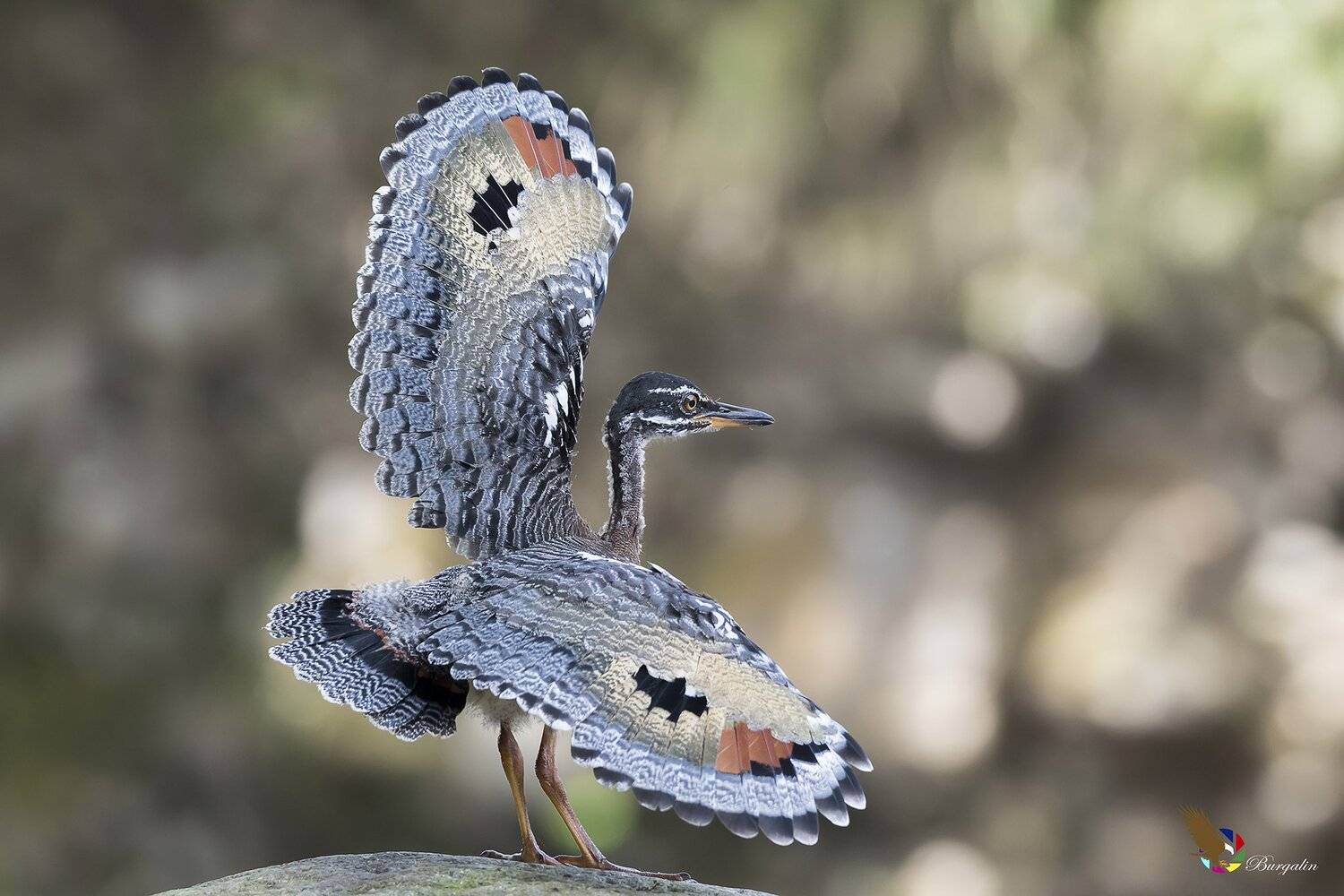 , Fernando Burgalin Sequeira