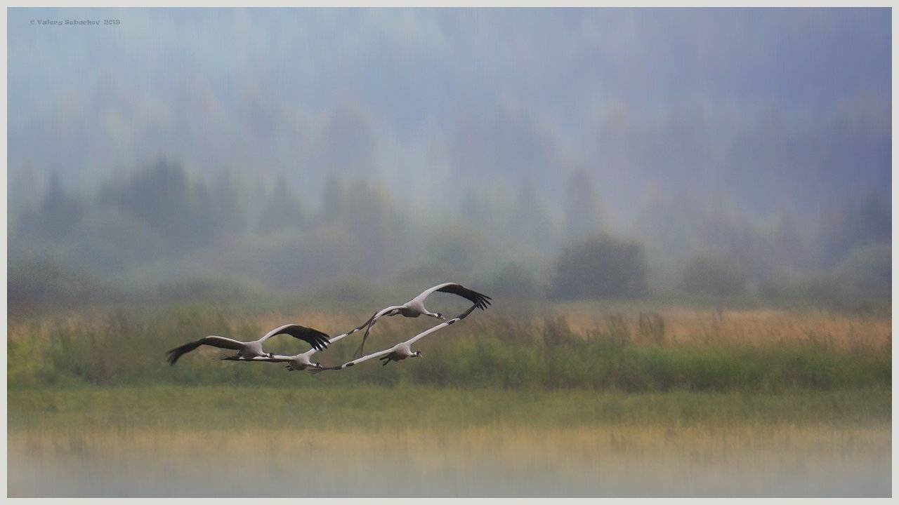 , Валерий Субачев