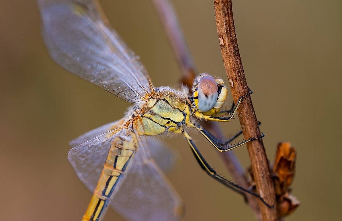 , Александр Земляной