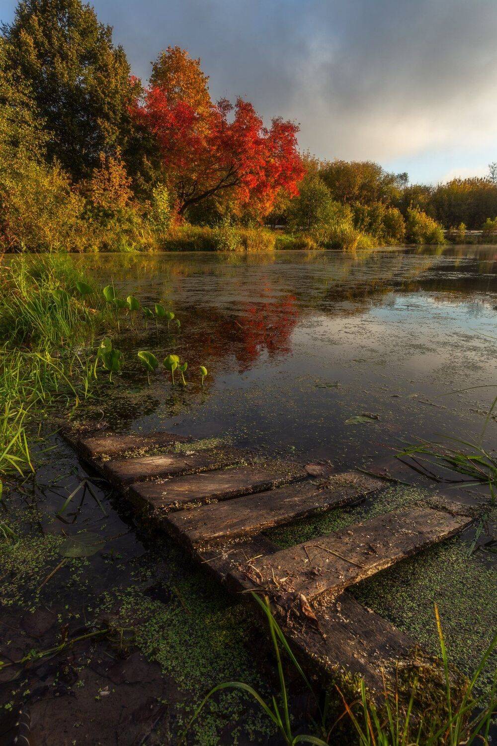 природа, пейзаж, утро, осень, Петрица, Мартыненко Дмитрий