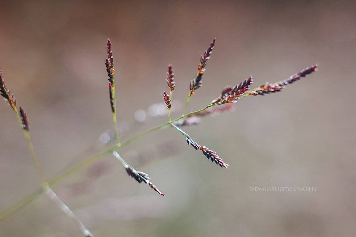 макро, цветы, природа, макромир, макросъёмка, гелиос44_2, осень, солнце, растение, поле, , Дмитрий Гусалов
