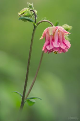 подборка с цветами