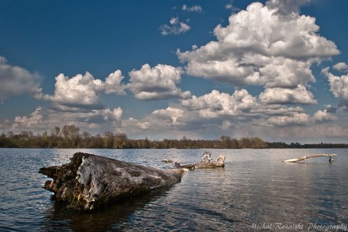 Trunk in the water
