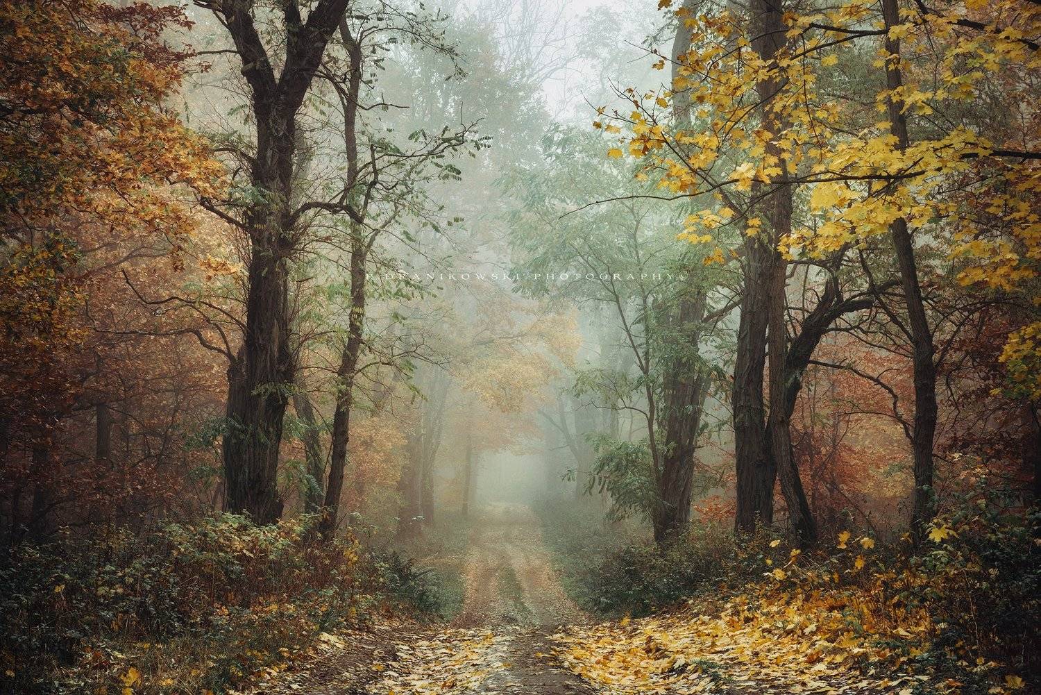 forest magic mist foggy road path trees autumn fall fog dranikowski leaf las alone dark осенняя меланхолия melancholy, Radoslaw Dranikowski