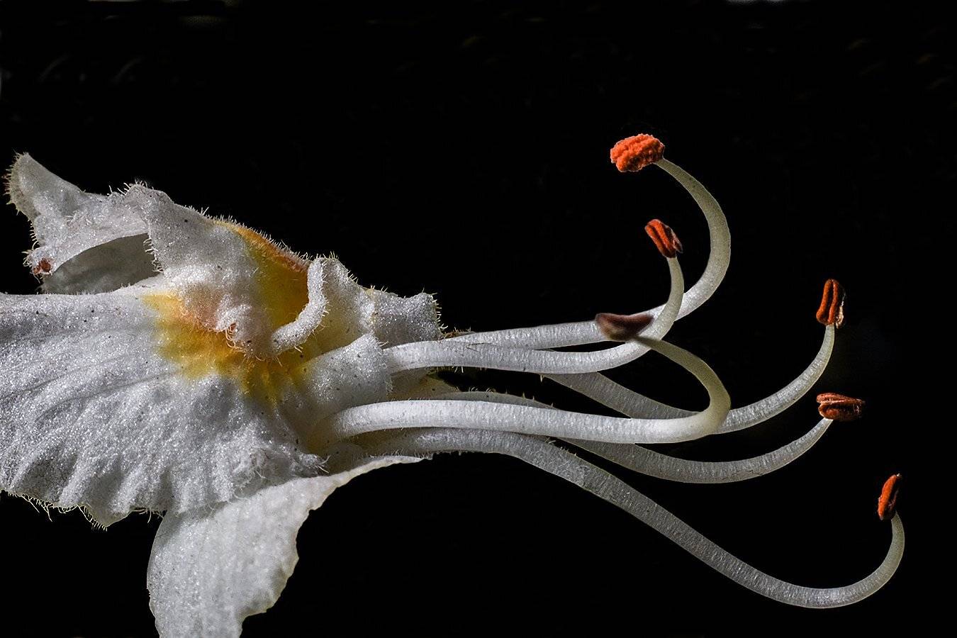 цветок,каштан,макро, Сергей Духанин