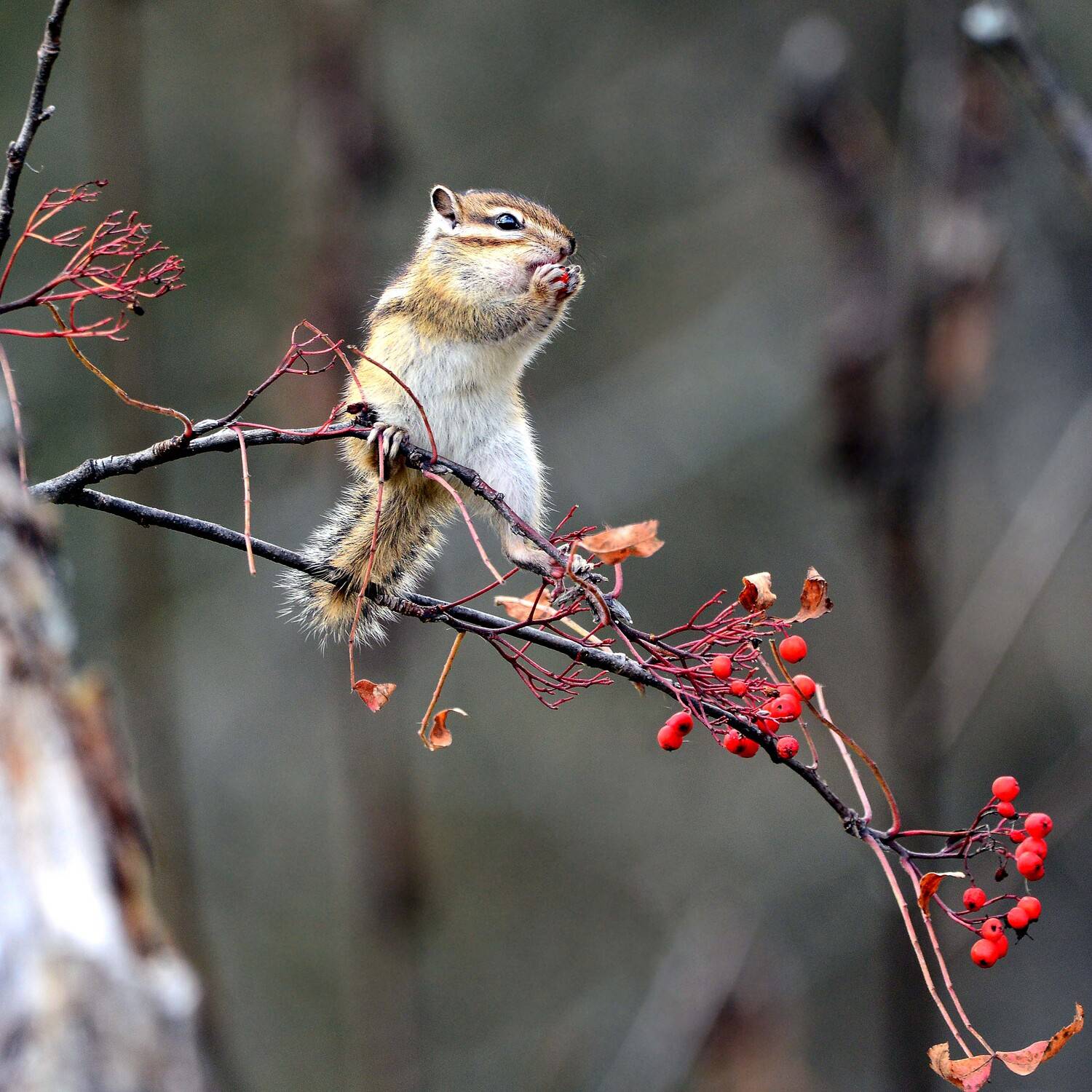 , Михаил Белоусов