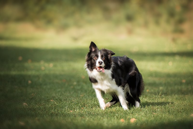 бордер колли, собаки, животные Пеппи фото превью