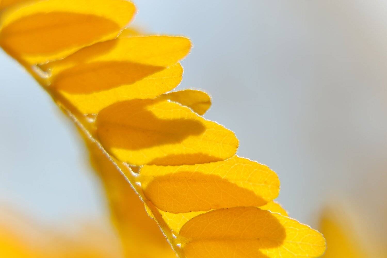 шаварёв, природа, фотографии, осень, макро,, Александр Шаварёв