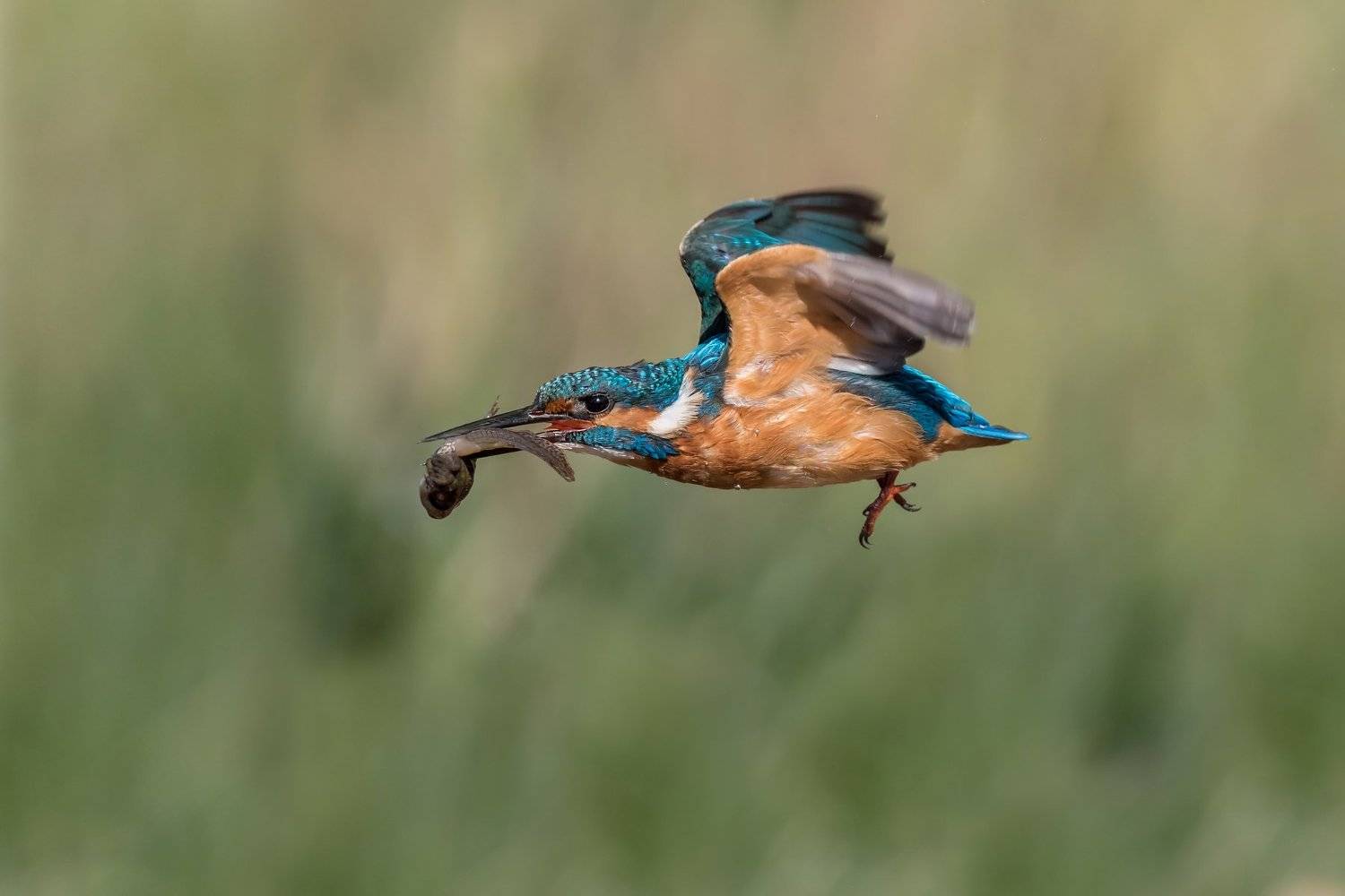 ПётрРогов,фотограф,орнитология,Израиль,фотоохота,canon5dmarkiii,canon600mmf4,birds,ornitology,nature,Israel,дикаяприрода,kingfisher,wildnature,Иерусалим,Jerusalem,wildnaturephotography,обыкновенныйзимородок,зимородок, Пётр Рогов
