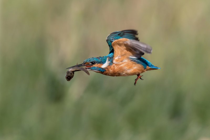 ПётрРогов,фотограф,орнитология,Израиль,фотоохота,canon5dmarkiii,canon600mmf4,birds,ornitology,nature,Israel,дикаяприрода,kingfisher,wildnature,Иерусалим,Jerusalem,wildnaturephotography,обыкновенныйзимородок,зимородок Зимородок обыкновенный с добычей  фото превью