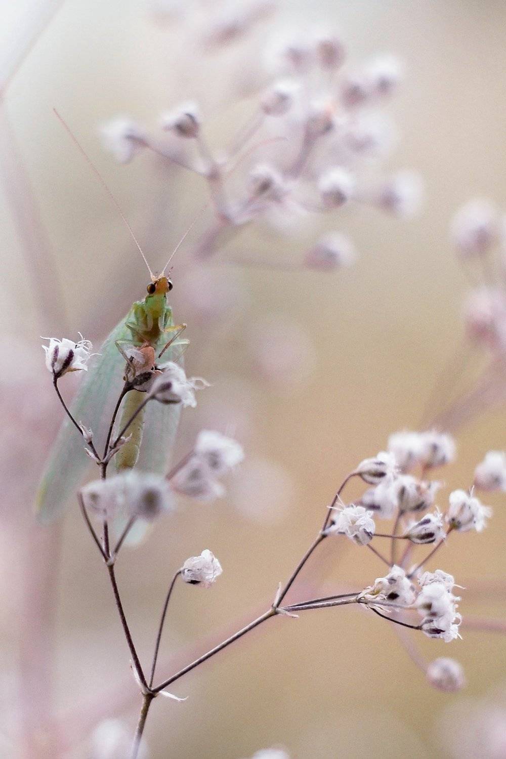 , Воинкова Ирина