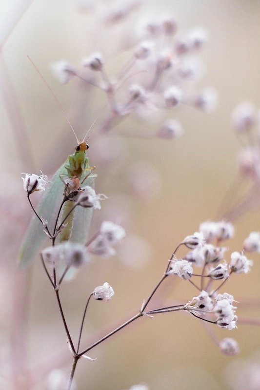 Златоглазка фото превью