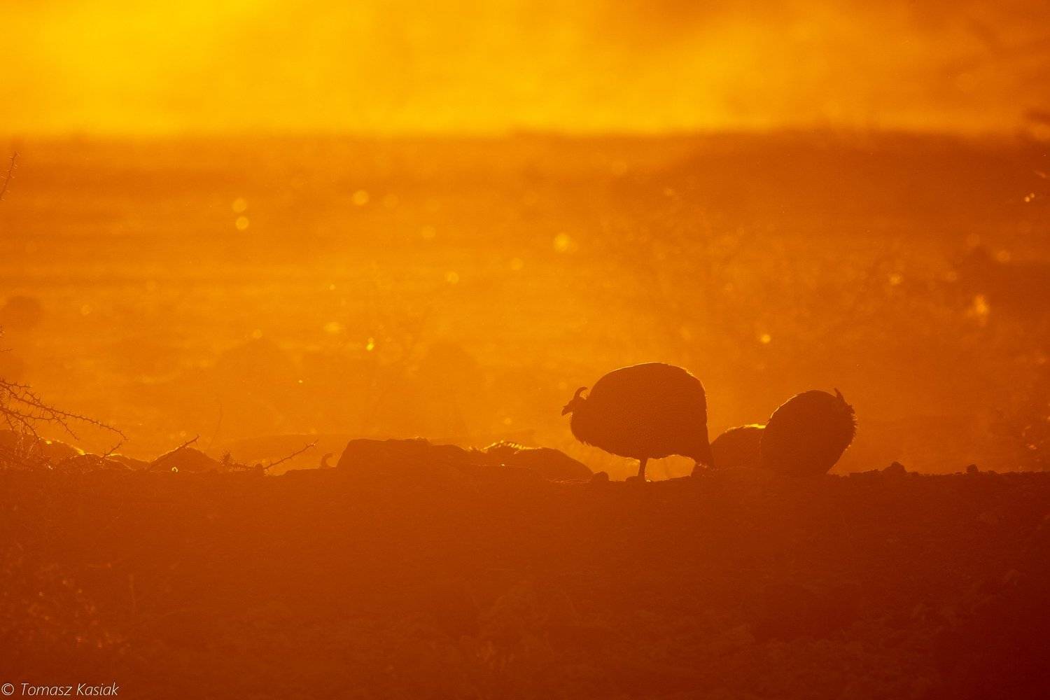 erongo, namibia, Tom