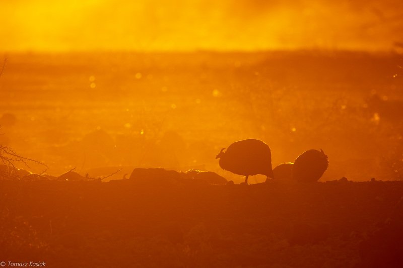 erongo, namibia Chickens фото превью