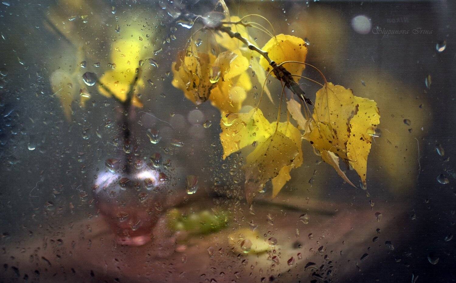 , Шипунова Ирина