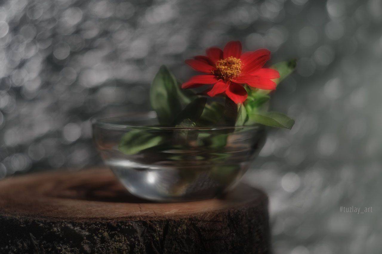 красный цветок, пенек, пень, боке, гелиос 44, Владимир Тузлай