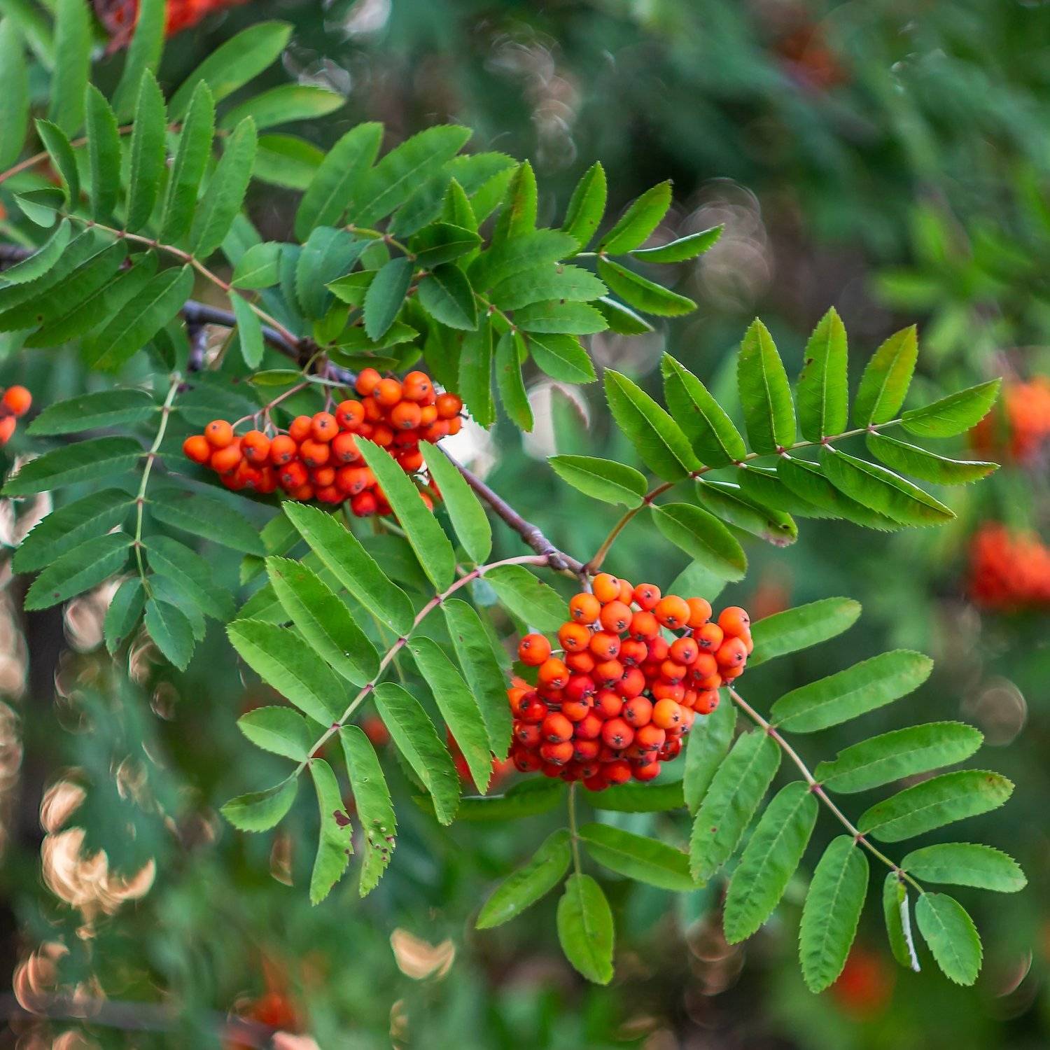 рябина, Руслан Востриков