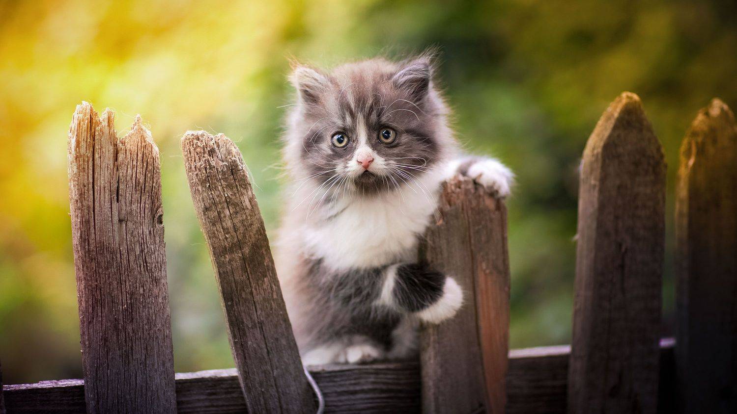 , Коротун Юрий