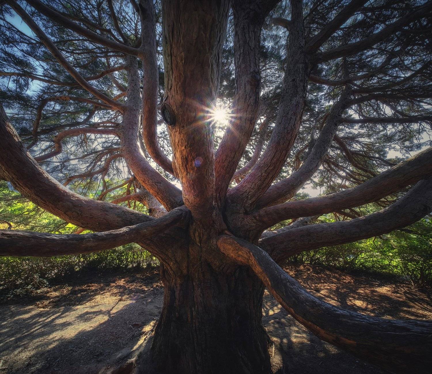 Крым, Алупка, дерево, Алексей Бордуков