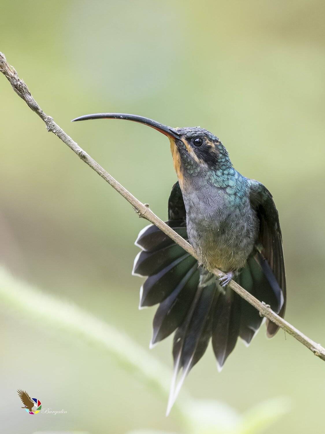 , Fernando Burgalin Sequeira