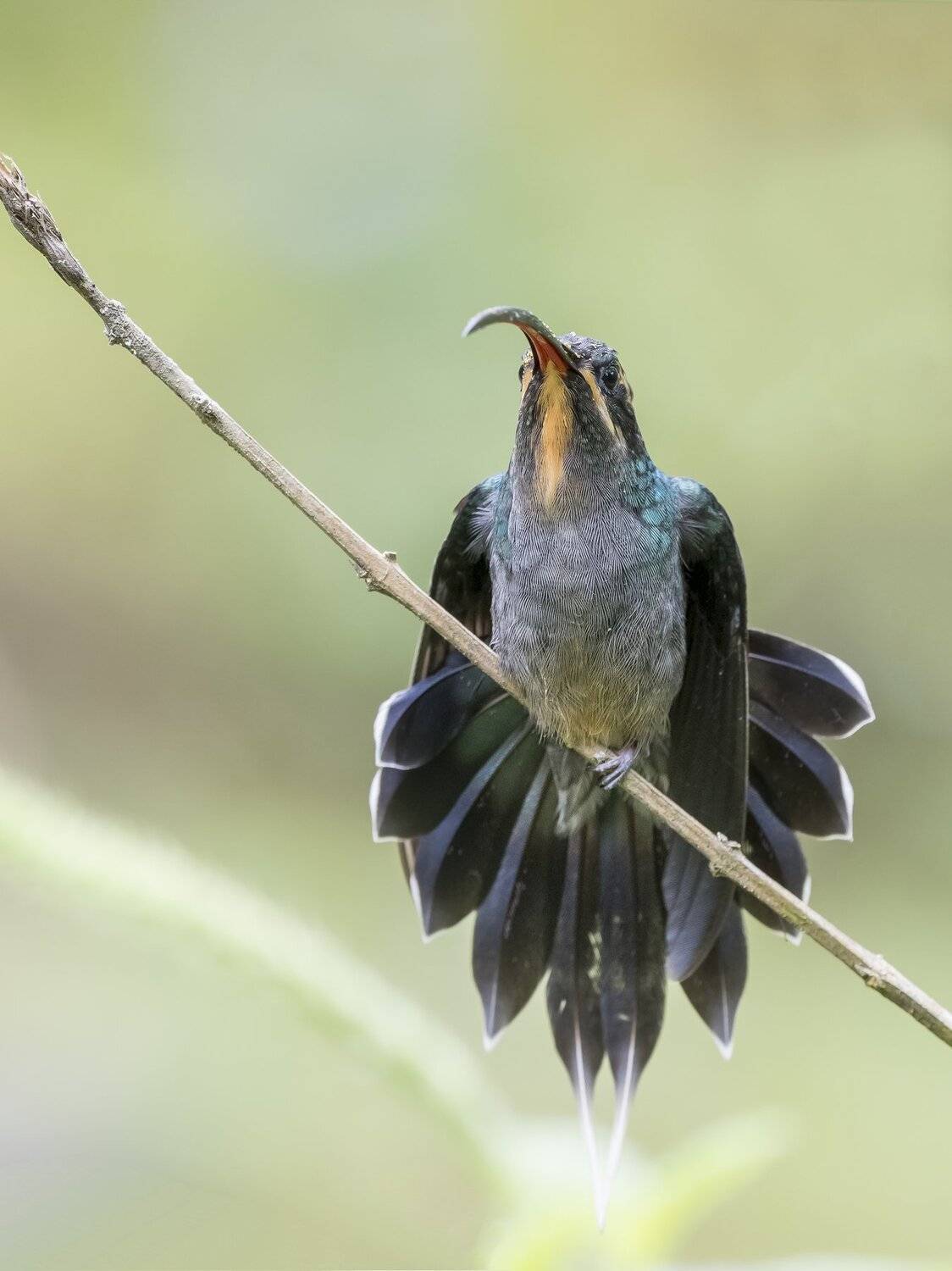 , Fernando Burgalin Sequeira