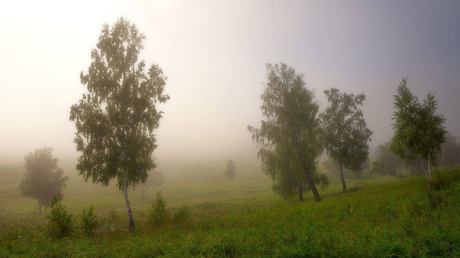 лето утро березы туман, Сергей Козлов