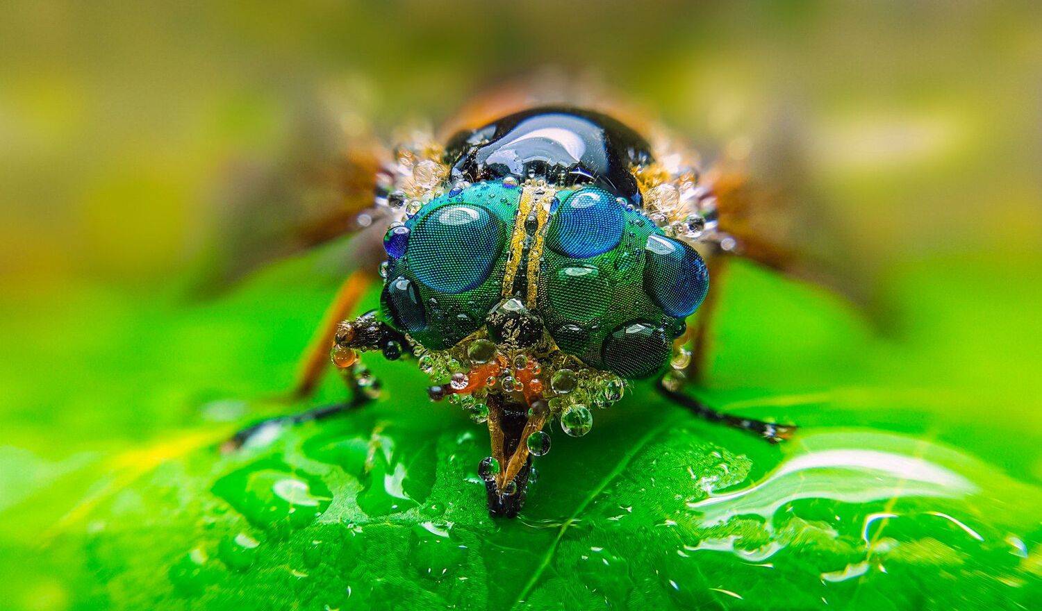 ceclii, macro, extrememacro, insect, animals, drops, Tsvetan Ganev