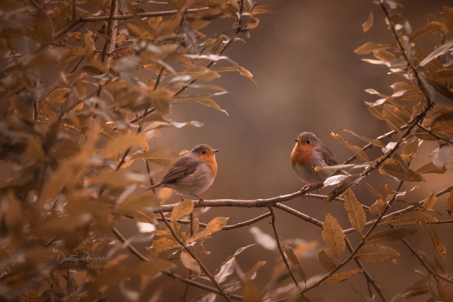 природа, лес, животные, птицы, Дмитрий Посевич